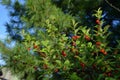 Nanking cherry with bright red berries and green leaves. Summer garden Royalty Free Stock Photo