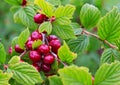 Nanking Cherry. Close-up of Nanjing cherry Prunus tomentosa