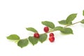 Nanking cherry Royalty Free Stock Photo