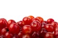 Nanking or felted cherry fruits, isolated on white background