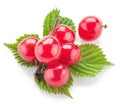 Nanking or felted cherry ftuits. Royalty Free Stock Photo