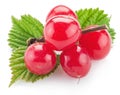 Nanking or felted cherry ftuits with leaves isolated on a white