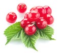 Nanking or felted cherry ftuits with leaves on a white Royalty Free Stock Photo