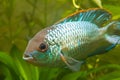 Nannacara anomala neon blue, adult female cichlid, freshwater fish, natural aquarium, closeup nature photo
