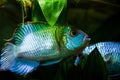 Nannacara anomala neon blue, freshwater cichlid dominant male fish in spawning color courtship a female, natural aqua Royalty Free Stock Photo