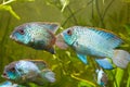 Nannacara anomala neon blue, group of cichlid freshwater fish, natural aquarium, closeup nature photo