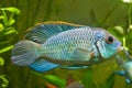 Nannacara anomala neon blue, freshwater male cichlid fish, macro nature photo