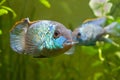 Nannacara anomala neon blue, freshwater male cichlid fish, natural aquarium, closeup nature photo Royalty Free Stock Photo