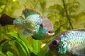 Nannacara anomala neon blue, male cichlid front view, freshwater aquarium fish, nature photo