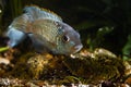 Nannacara anomala neon blue, powerful healthy adult father guards its fry, newborn freshwater cichlid fish