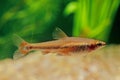 Nannostomus beckfordi Royalty Free Stock Photo