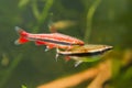 Nannostomus beckfordi red, Brazilian freshwater pencilfish adult couple, nature aquarium, closeup nature photo Royalty Free Stock Photo