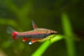 Nannostomus beckfordi red, Brazilian ornamental freshwater juvenile pencilfish, nature biotope aquarium, closeup aquatic photo