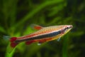 Nannostomus beckfordi red, Brazilian ornamental freshwater juvenile pencilfish side view, nature biotope aquarium Royalty Free Stock Photo