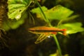 Nannostomus beckfordi red, Brazilian ornamental freshwater pencilfish Royalty Free Stock Photo