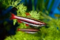 Nannostomus fish Royalty Free Stock Photo
