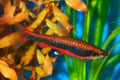 Nannostomus fish Royalty Free Stock Photo