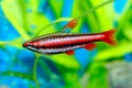 Nannostomus fish Royalty Free Stock Photo
