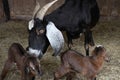 A nanny goat with her newborn babies in a shed