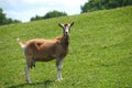 Nanny Goat on the Hillside