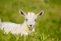 Nanny she goat, kid with flower in its mouth