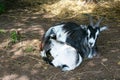 Nanny-goat with kid