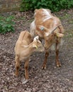 Nanny Goat and Kid