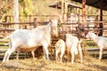A nanny goat and kids feeding on hay