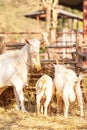 A nanny goat and kids feeding on hay