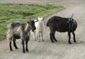 Nanny goats