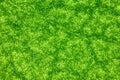 Nano structures on surface of leaf. Close up view of green leaf. Microscopic world