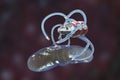 Nanobot attacking bacterium, nanotechnology medical concept