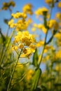 Nanohana Brassica rapa (Field mustard)