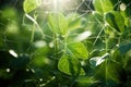 nanostructures used in artificial photosynthesis research