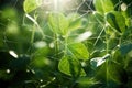 nanostructures used in artificial photosynthesis research Royalty Free Stock Photo