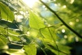 nanostructures used in artificial photosynthesis technology