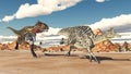 Nanotyrannus attacks Velafrons Royalty Free Stock Photo