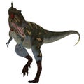 Nanotyrannus Dinosaur on White Royalty Free Stock Photo