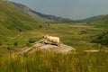 Nant Ffrancon Pass from Idwal Cottage with sheep