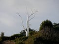 Dead tree Nantais