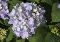 Nantucket Blue Mophead Hydrangea Royalty Free Stock Photo