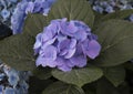Nantucket Blue Mophead Hydrangea Royalty Free Stock Photo