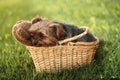 Nap in a basket