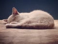 Nap cat catlover artphotograpy light