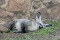 Nap time on a summer afternoon