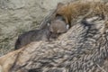 Nap time for timber wolf mother and pup Royalty Free Stock Photo