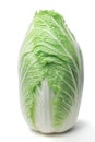 Napa cabbage