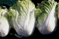Napa cabbage, Celery cabbage, Brassica rapa subsp pekinensis Royalty Free Stock Photo