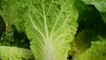 Napa cabbage field leaf vegetable fresh green Brassica rapa pekinensis Chinese Beijing China cole crops white East Asian