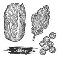 Napa cabbage or sketch of chinese cauliflower